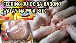 PAANO PAKAININ ANG BAGONG WALAY NA MGA BIIK