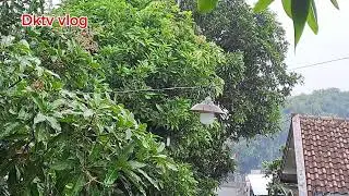 Hujan deras penyejuk hati,Relaxing Rain Sound