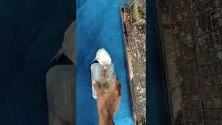 Lovebird jinak