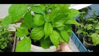 Какие гортензии готовы к пересылке. Маточные экземпляры на продажу.