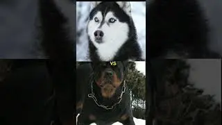 pitbull vs huskey , rottweiler, Sabar tooth tiger 