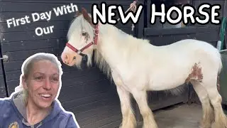 First Day With Our NEW HORSE - Pip