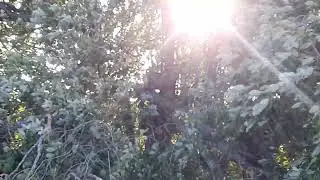 ловушка на рапс