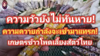 หนาวๆร้อนๆ!ข้าวโพดเลี้ยงสัตว์ไทยจะหลุดจากห่วงโซ่อุปทานหรือจะถูกต้านให้การซื้อลดลง30ธ.ค.ได้รู้กัน