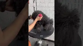 Старичок Берри очень ждет ваши лайки и подписки ❤️ 