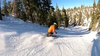 Blue-Bird Cruising