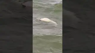 30 pound yellow catfish dead #rip #viral #like #fishing #fish #subcribe #fyp #fypシ゚viral #sad