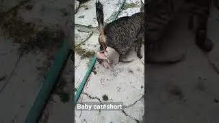 mama kucing bingung, kok bisa gini ya..