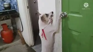 mga alaga ko sa bahay aso kalapati at manok