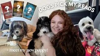 two five stars, a two star, and a new puppy? ⚡️🤍🐾 my pets pick what i read for a week