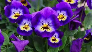 #VIOLA