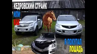 КЕДРОВСКИЙ СТРАЙК, ИЛИ КАК Я ПОКУПАЛ ЛОШАДЬ