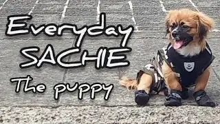 EVERYDAY Sachie the Puppy 💋 /Alex Xander