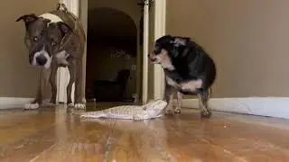 safest lizard on the planet|#182 Viral Short| Viral Short|