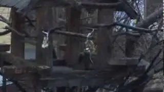 9. Синички в кормушке
