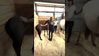 Foal Handling, first haltering. Teaching the horse to follow us is very important!