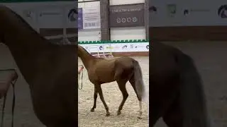 Куда вы гриву дели?! 