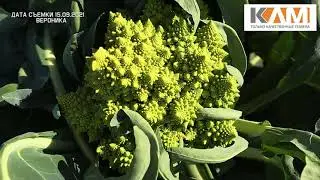 Капуста цветная Вероника. Сортотип Романеско от Бейо Заден