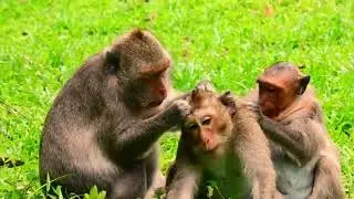 Just wonder!.....Why is Jinx monkey hairless on head like that.....? Mom Jade & Jinx grooming Nanda!