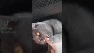 колбасу