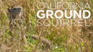 Wildlife Feature | Ground Squirrels