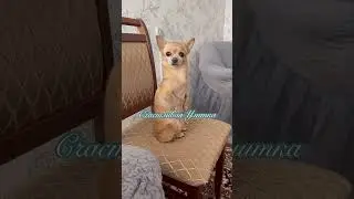 ЧИХУАХУА СЛЕДИТ #SHORTS