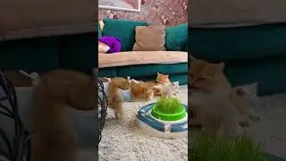 Как заставить маму кошку прекратить кормить котят?