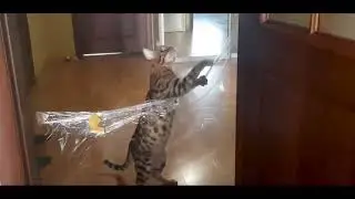 Кот Лео VS невидимая стена! Бенгальский кот и невидимая стена,
