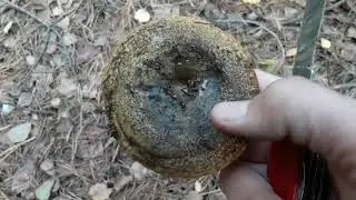 Чёрный груздь (Lactarius turpis)