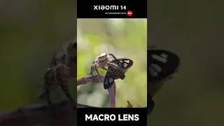 SEREM BANGET Klo lagi dapat mangsa !!! #seram #spider #macrophotography #xiaomi14