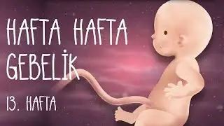 Hafta Hafta Gebelik 13. hafta