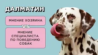 ДАЛМАТИН - ОТЗЫВ ВЛАДЕЛЬЦА О ПОРОДЕ И МНЕНИЕ СПЕЦИАЛИСТА ПО ПОВЕДЕНИЮ СОБАК