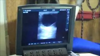 Equine fertility scaning using Sonosite MicroMaxx - BCF Technology video