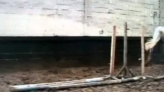 Ianick saut en liberté