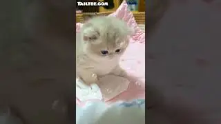 The most cute kitty ever #themostcutekittyever #mostcutekittyever #cutekittyever #themostcutiekitty