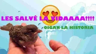 RESCATÉ A UNOS PAJARITOS RECIÉN NACIDOS PORQUE SU MADRE HABÍA MUERTO/BICHO GIRL CHANNEL