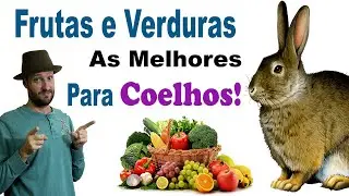 o que coelho pode comer - Lista completa de frutas e verduras que coelhos podem comer!