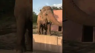 Elephants 🐘🥰 // Adorable Animals // Awesome Animal Videos