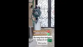 BURUNG DARA LIAR DI ARAB SAUDI - BISA PLANING BUAT WARUNG BEBEK BURUNG DARA GORENG..?