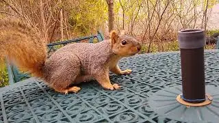 Tempting a Squirrel with Peanuts