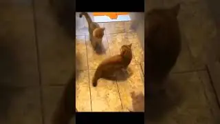 Dont Let Your Cat Khow This #fypシ #fypシ゚viral