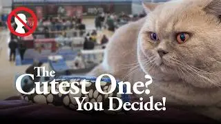 Sisak Cat Show 2025 – No Commentary, Just Beautiful Cats!