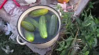Огурцы перед засолкой