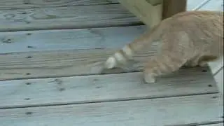 Cat With No Back Feet!  -(In Slow Motion)-