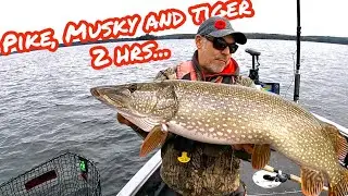 The ULTRA RARE ESOX TRIFECTA! PIKE, MUSKY & TIGER!!! Nov 2/24 vlog