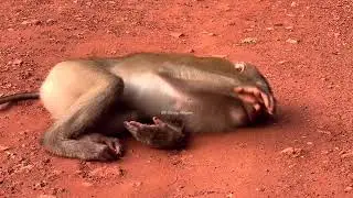 So poor for this monkey