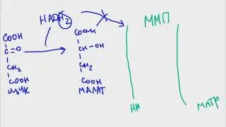 Биохимия | Малатный челночный механизм