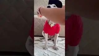 Нежная Тэффи😍🥹  #глухаясобака #глухаятэффи #dog