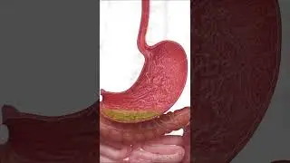 🧪 How Does Your Stomach Produce Acid? 🧪  