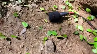 Leafcutter Ants talkin' in Costa Rica